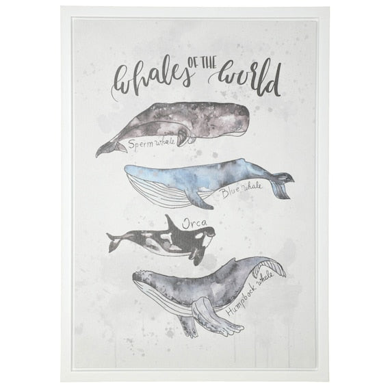 FRAMED POSTER 38X53 WHALE