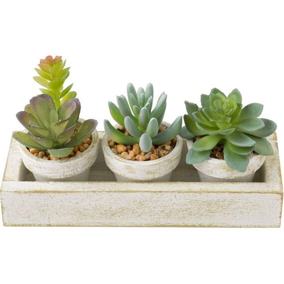 3PCS SUCCULENT WITH TRAY HA34315GN